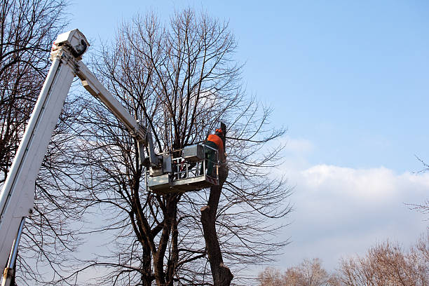 Best Leaf Removal  in Mims, FL