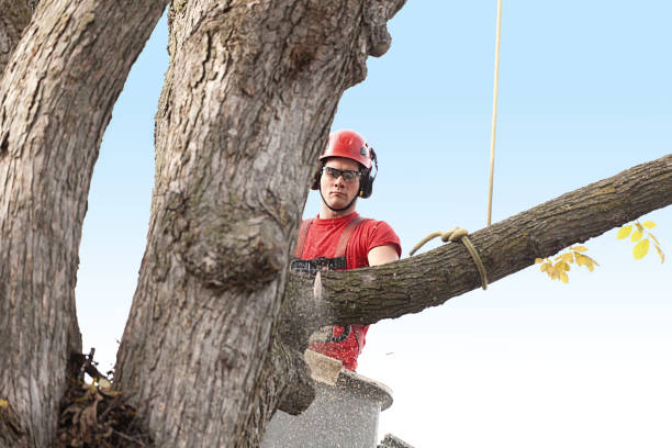 Best Tree Maintenance Programs  in Mims, FL